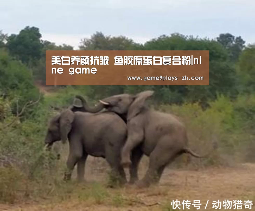 美白养颜抗皱 鱼胶原蛋白复合粉|nine game(图3) nine game