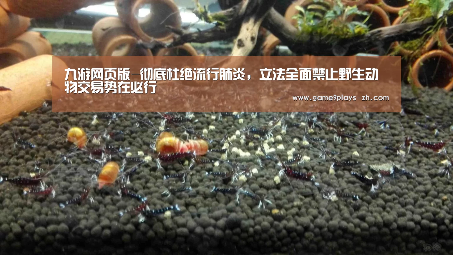 九游网页版-彻底杜绝流行肺炎,立法全面禁止野生动物交易势在必行(图2) 九游